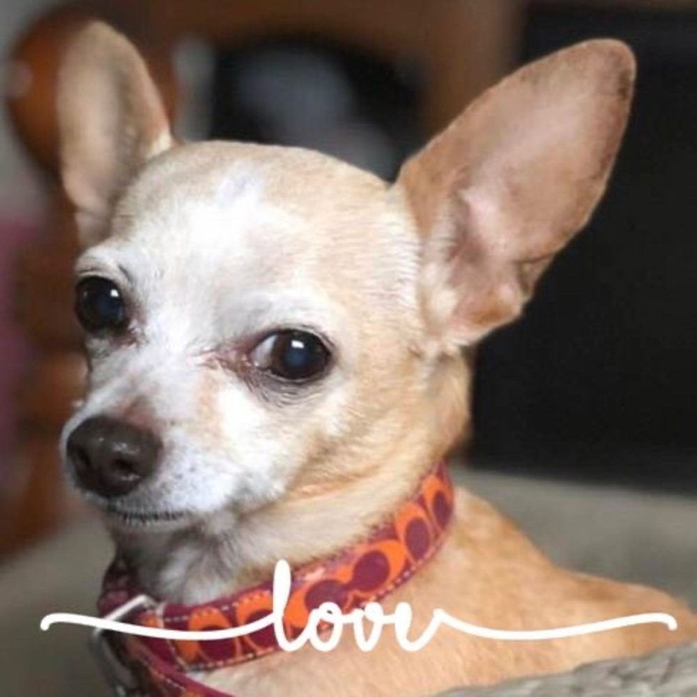 Meet your Posher, Laurena